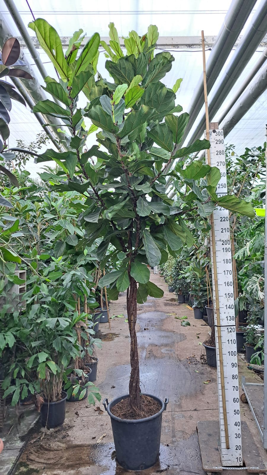 Горшечные цветы и растения оптом Ficus Lyrata Multistam On Stem от 1шт из Голландии с доставкой по России