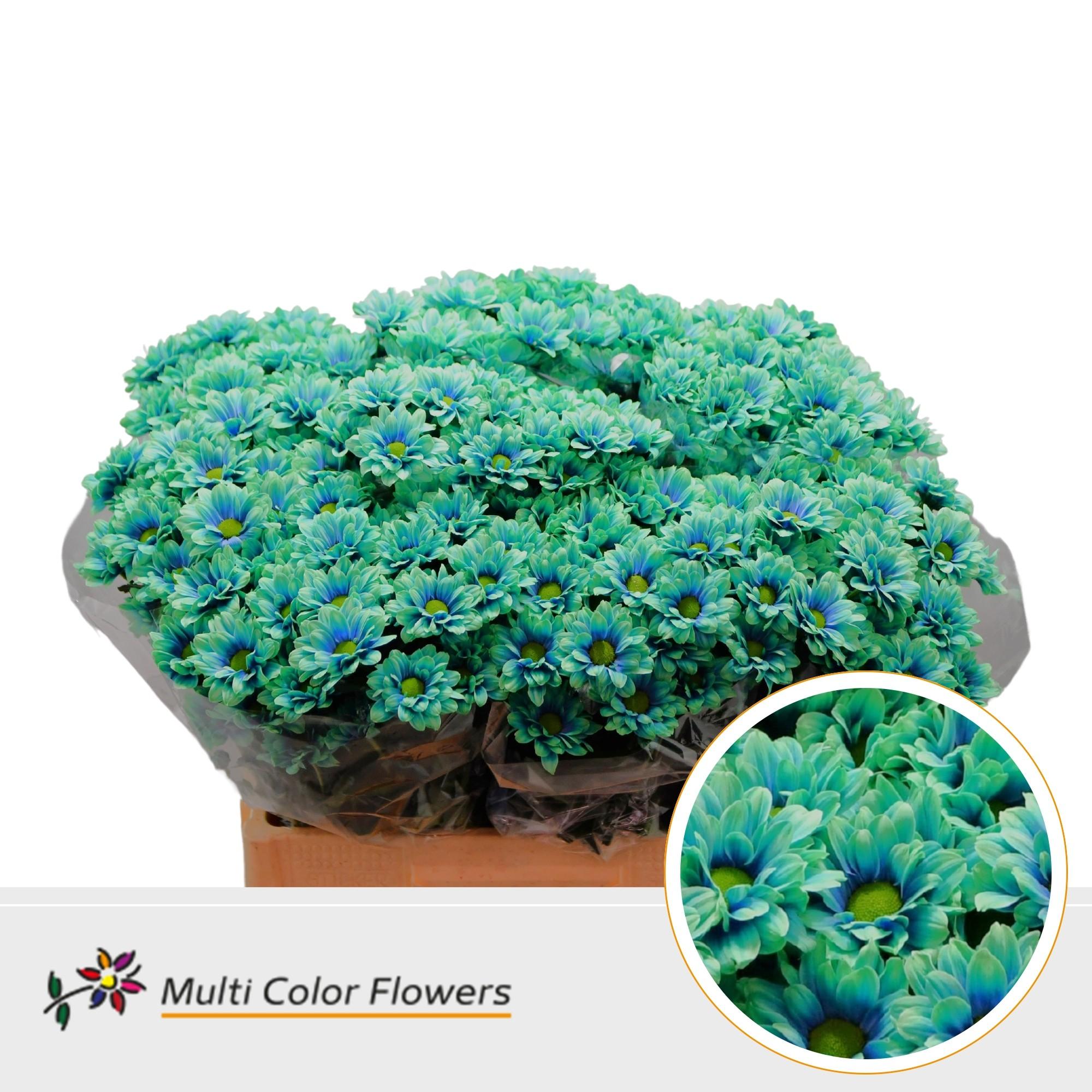 Срезанные цветы оптом Chrys sp paint kennedy joker от 40шт из Голландии с доставкой по России