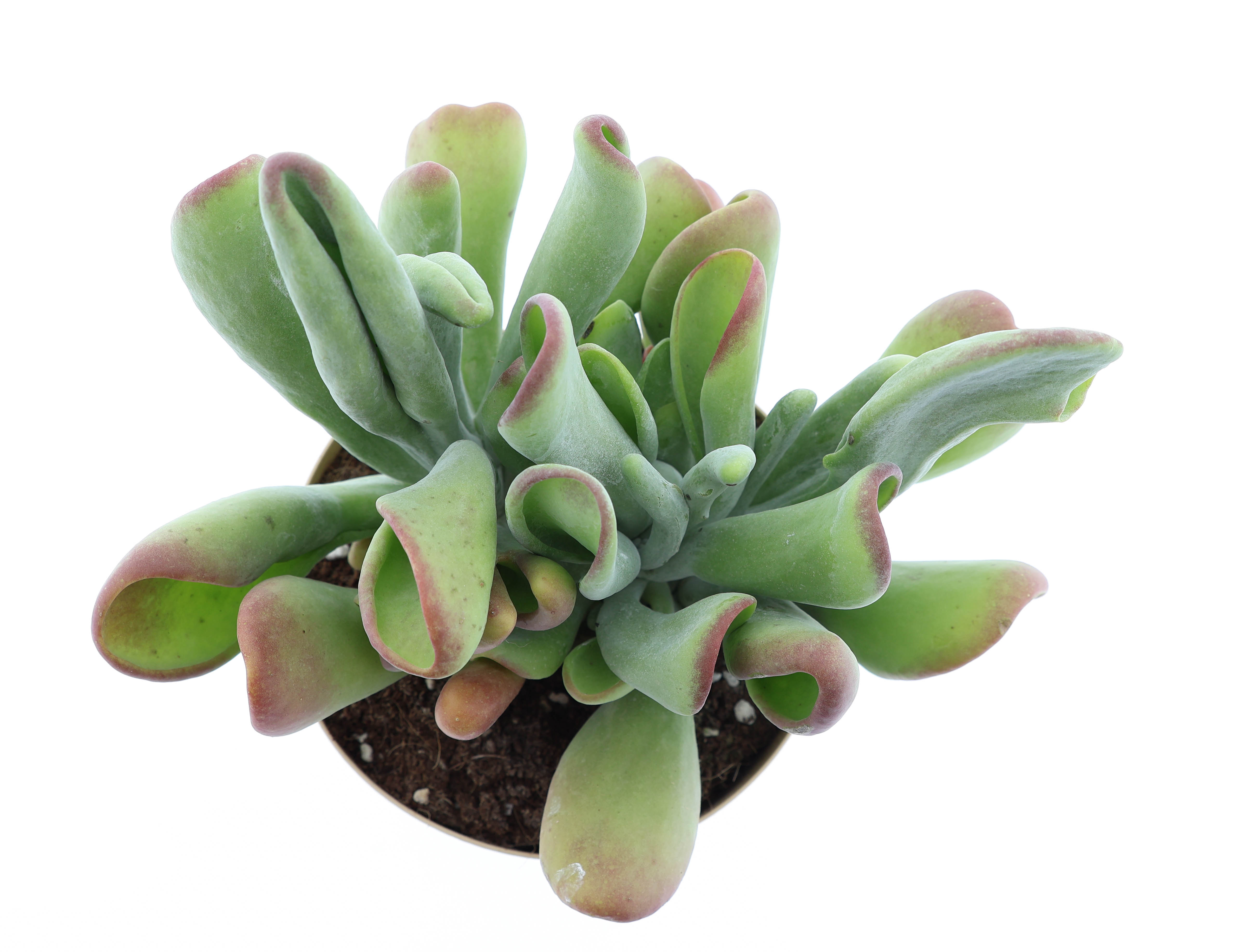 Горшечные цветы и растения оптом Kalanchoe Oricula от 3шт из Голландии с доставкой по России