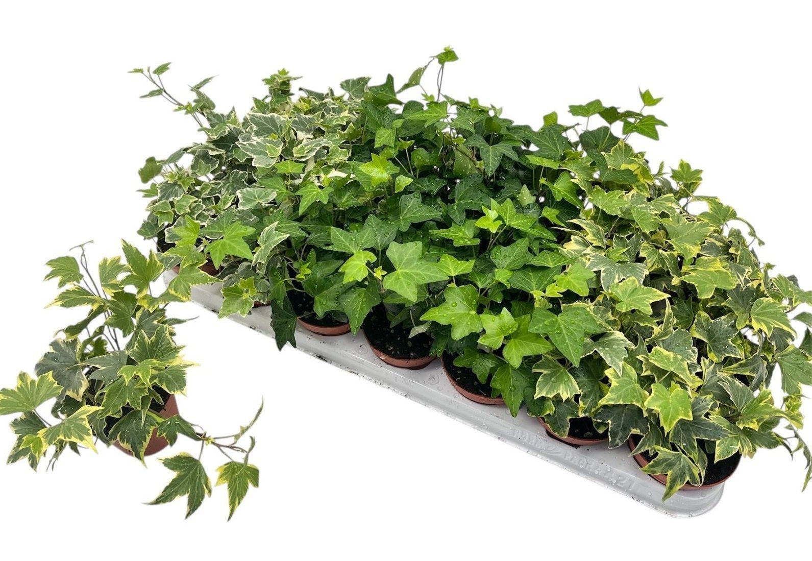 Горшечные цветы и растения оптом Hed He Gem 3 Srt от 21шт (для телеги) из Голландии с доставкой по России