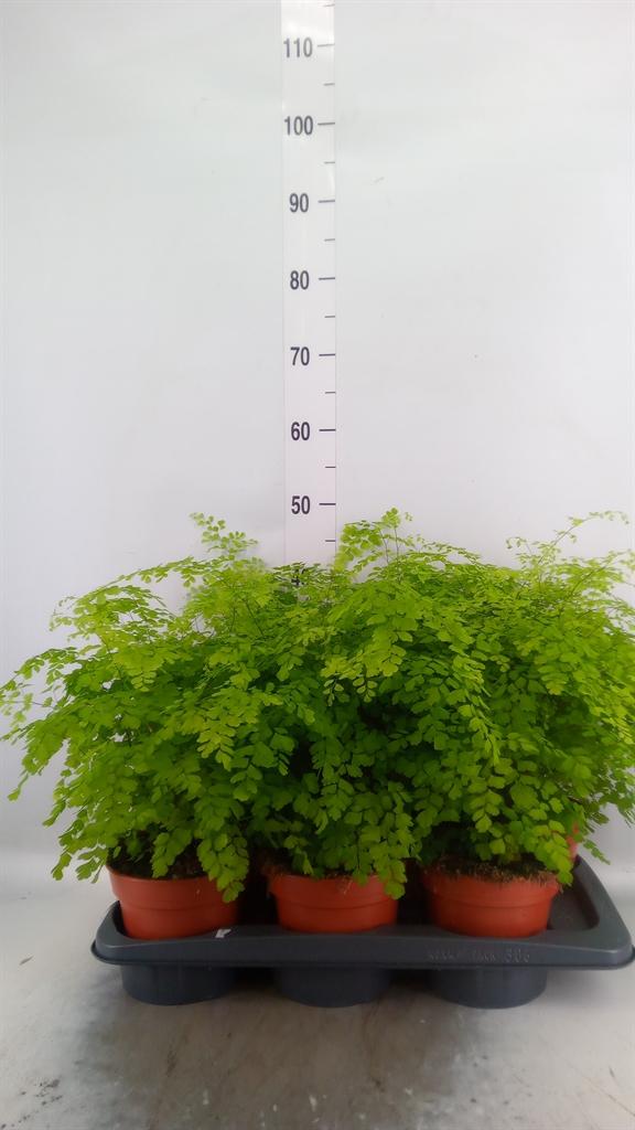 Горшечные цветы и растения оптом Adiantum Fragrans от 6шт из Голландии с доставкой по России