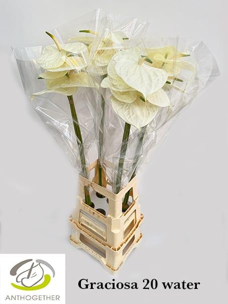 Срезанные цветы оптом Anthurium graciosa от 20шт из Голландии с доставкой по России