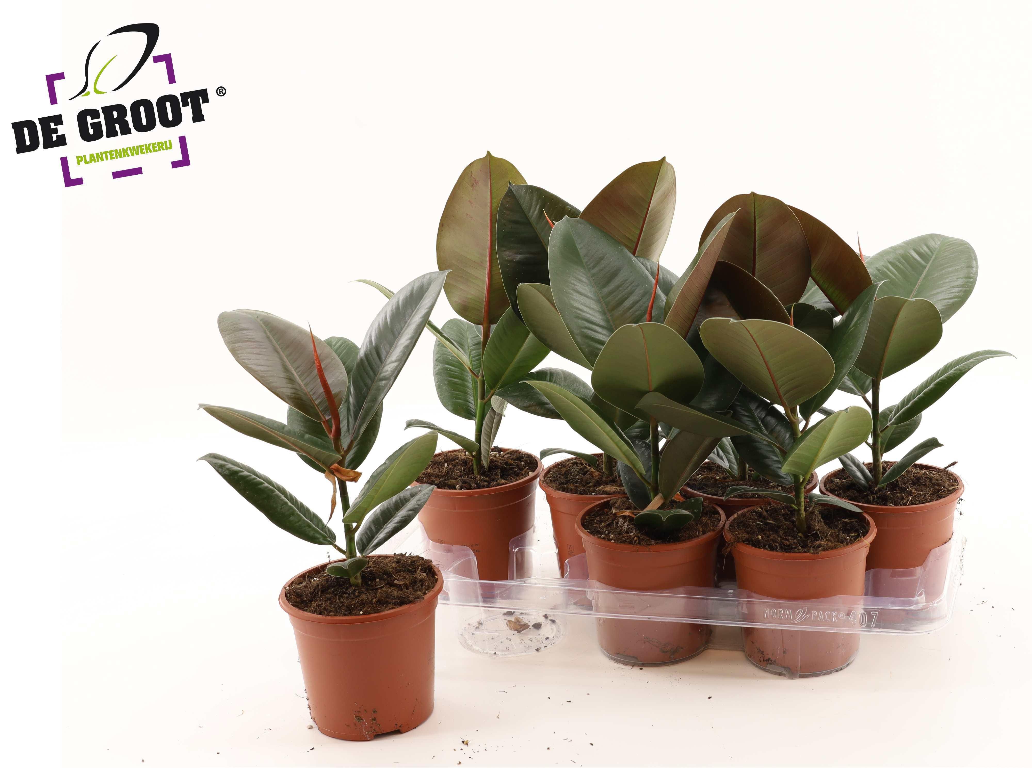 Горшечные цветы и растения оптом Fic El Robusta от 7шт из Голландии с доставкой по России