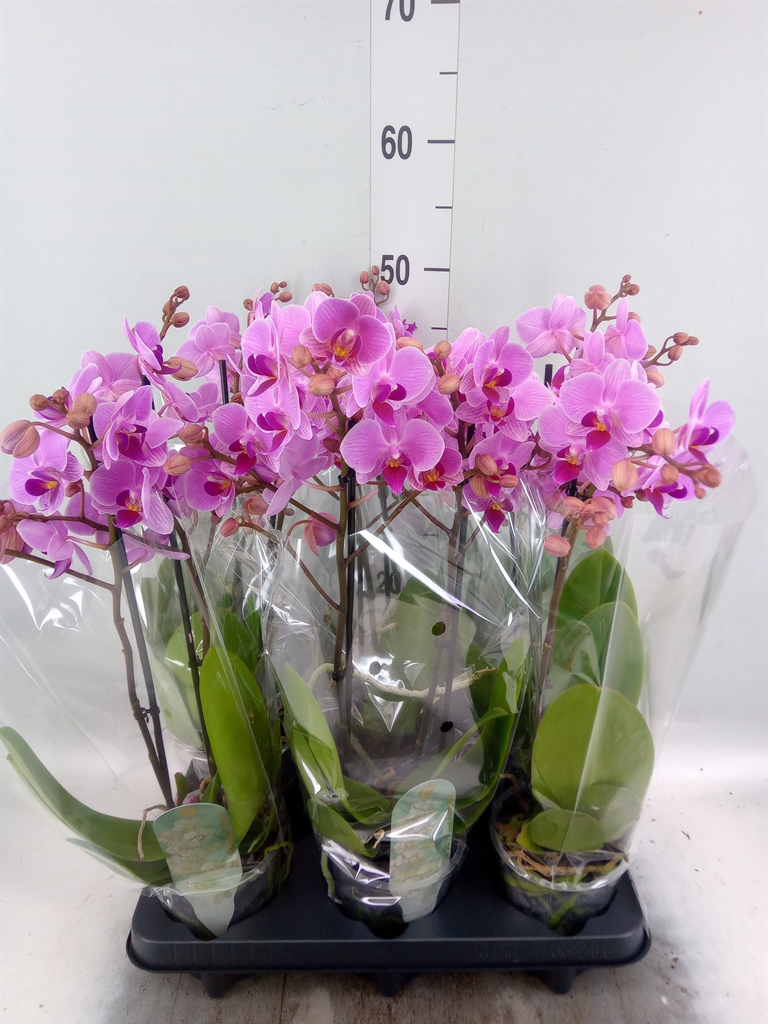 Горшечные цветы и растения оптом Phalaenopsis Multi.   ...rose от 6шт из Голландии с доставкой по России