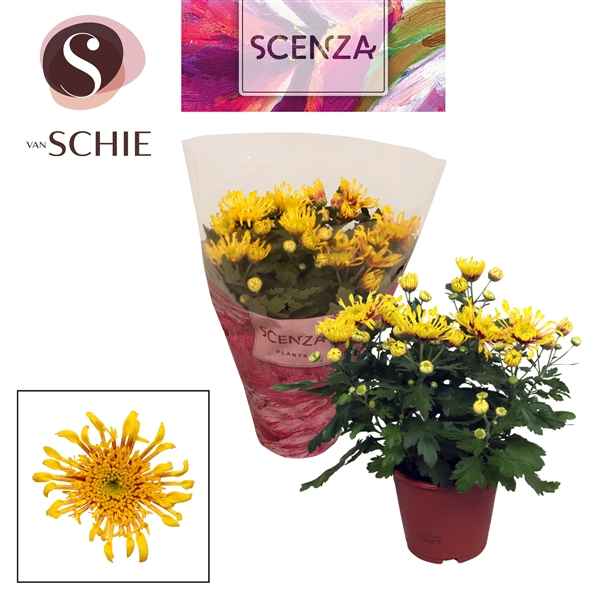 Горшечные цветы и растения оптом Chrys Anemona Yellow (scenza) от 8шт из Голландии с доставкой по России