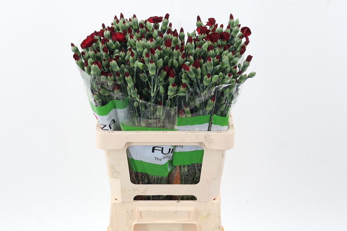 Срезанные цветы оптом Dianthus sp solomio mix in bucket от 120шт из Голландии с доставкой по России