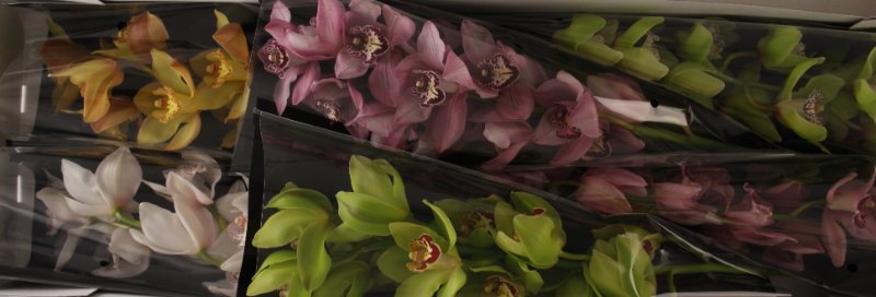 Срезанные цветы оптом Cymbidium mix A от 9шт из Голландии с доставкой по России