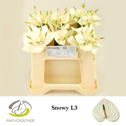 Срезанные цветы оптом Anthurium snowy от 60шт из Голландии с доставкой по России