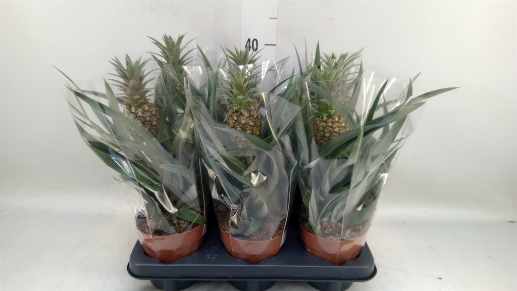 Горшечные цветы и растения оптом Ananas Rosita от 6шт из Голландии с доставкой по России