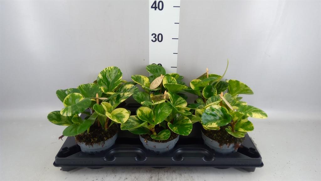 Горшечные цветы и растения оптом Peperomia Obt. obtipan Bicolor от 6шт из Голландии с доставкой по России