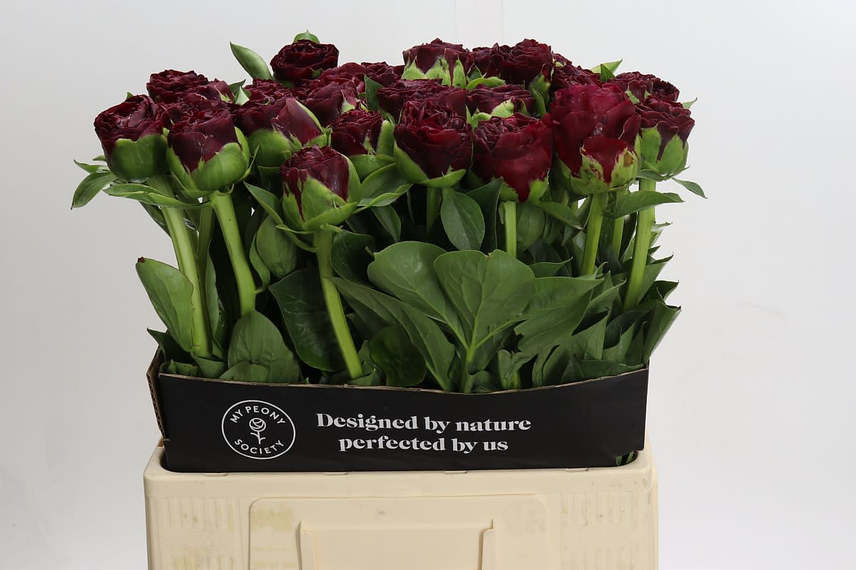 Срезанные цветы оптом Paeonia ole faithful от 40шт из Голландии с доставкой по России