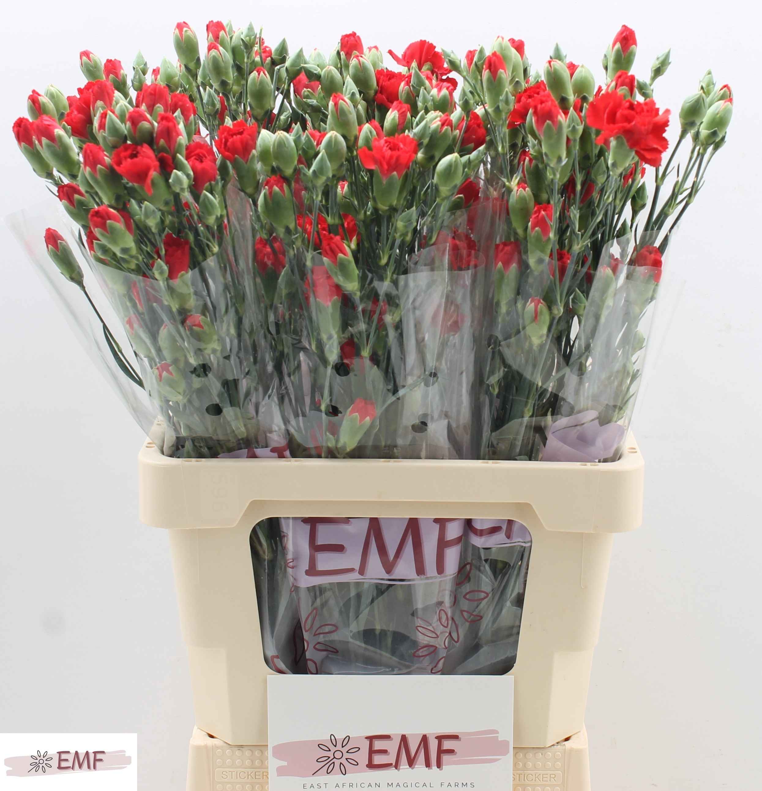 Срезанные цветы оптом Dianthus sp red kiss от 60шт из Голландии с доставкой по России