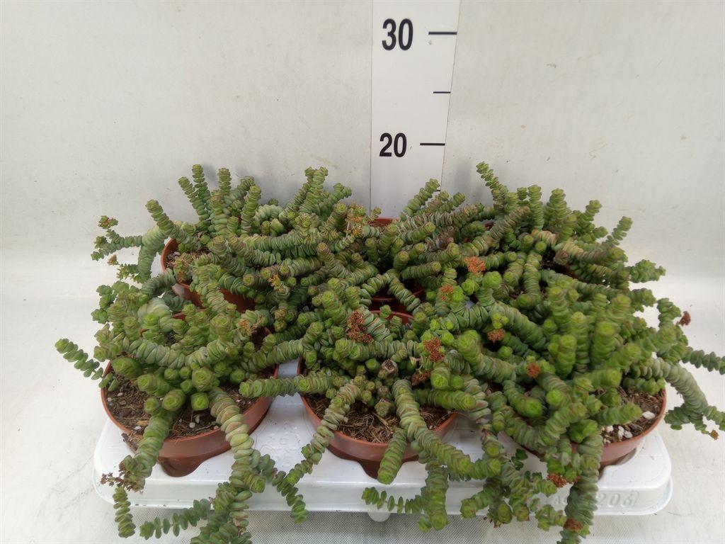 Горшечные цветы и растения оптом Crassula Marnieriana от 6шт из Голландии с доставкой по России