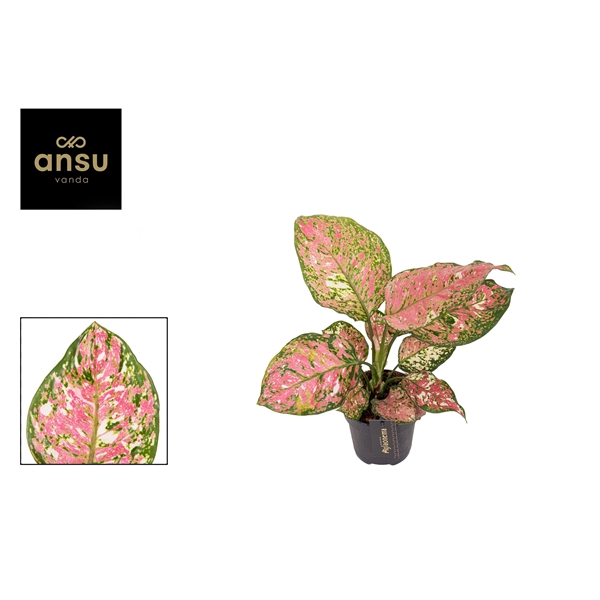 Горшечные цветы и растения оптом Aglaonema Jazzy Red от 6шт из Голландии с доставкой по России