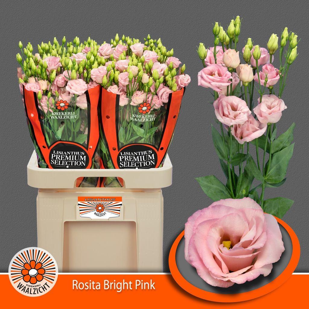 Срезанные цветы оптом Lisianthus do rosita bright pink от 20шт из Голландии с доставкой по России