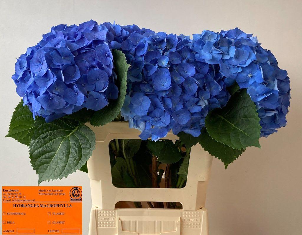 Срезанные цветы оптом Hydrangea bela blue от 10шт. из Голландии с доставкой по России