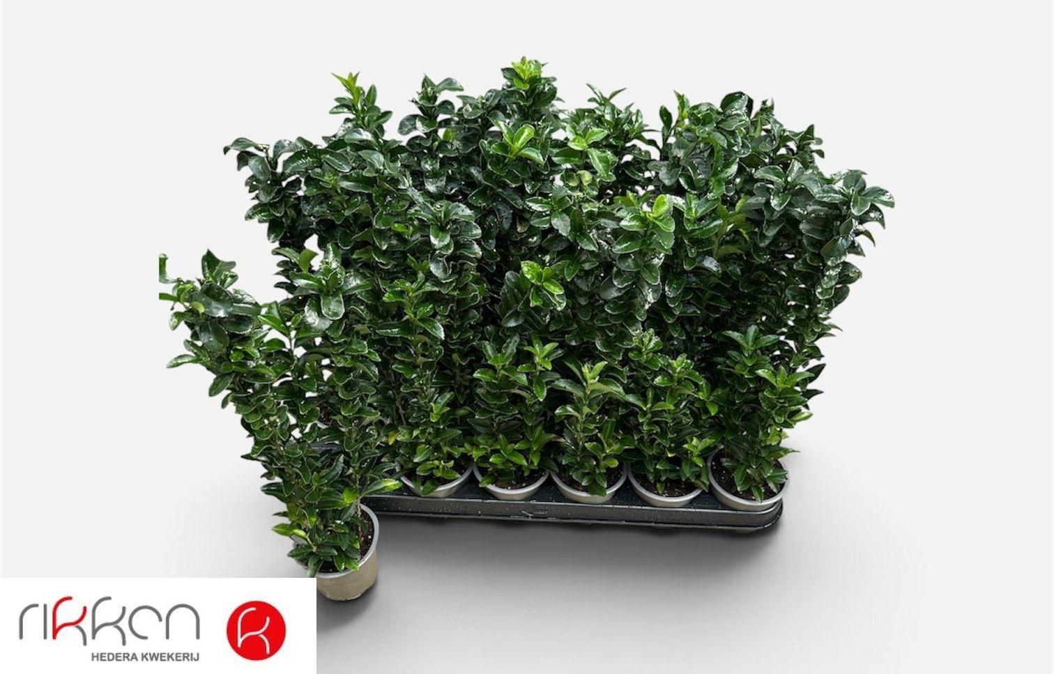Горшечные цветы и растения оптом Euonymus Ja Gr Spire от 18шт (для телеги) из Голландии с доставкой по России