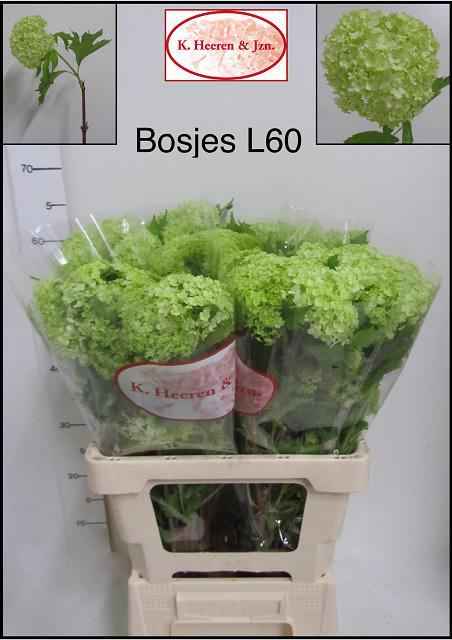 Срезанные цветы оптом Viburnum roseum per bunch от 5шт из Голландии с доставкой по России