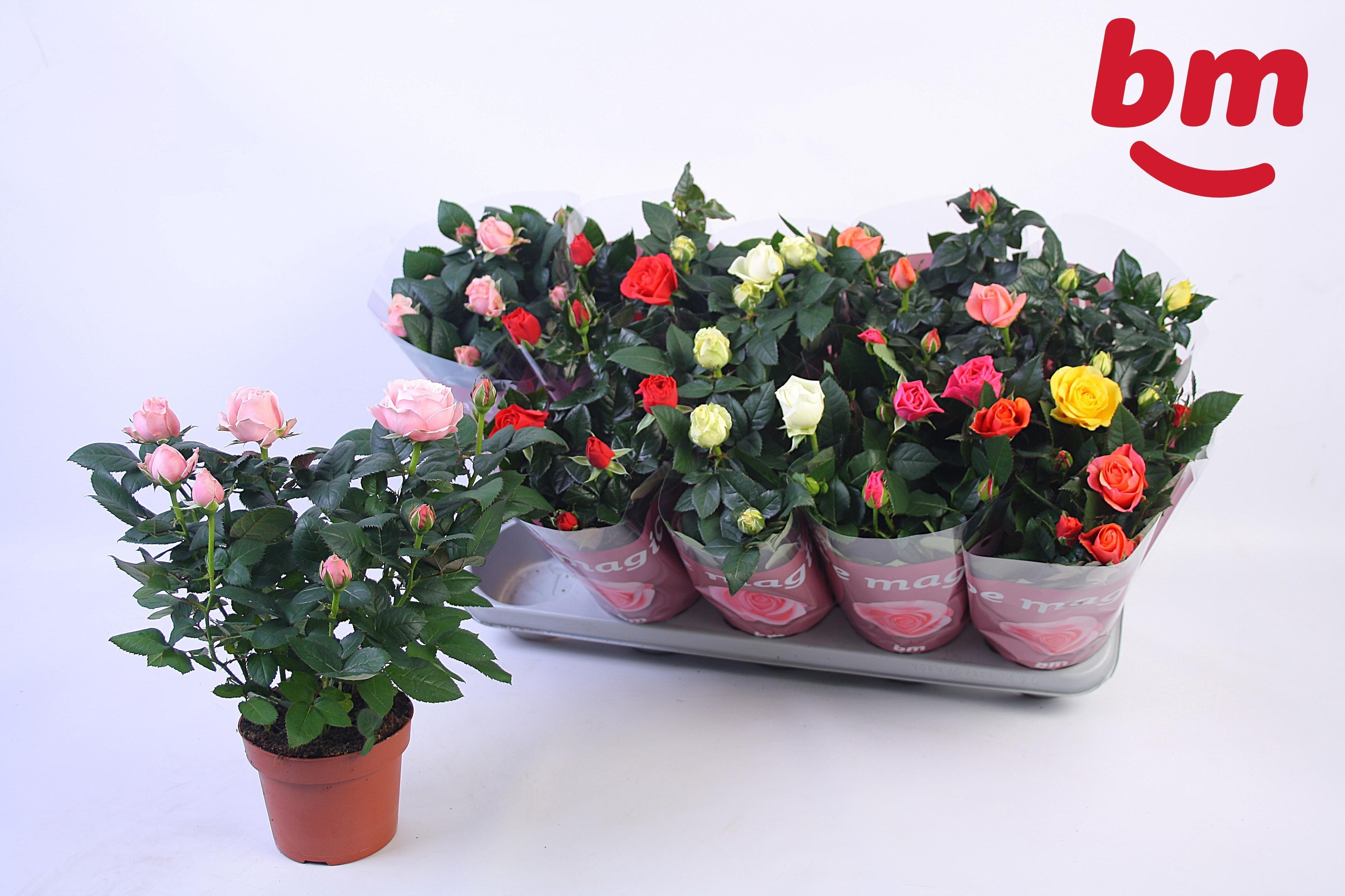 Горшечные цветы и растения оптом Ro B Monde Gem от 10шт из Голландии с доставкой по России