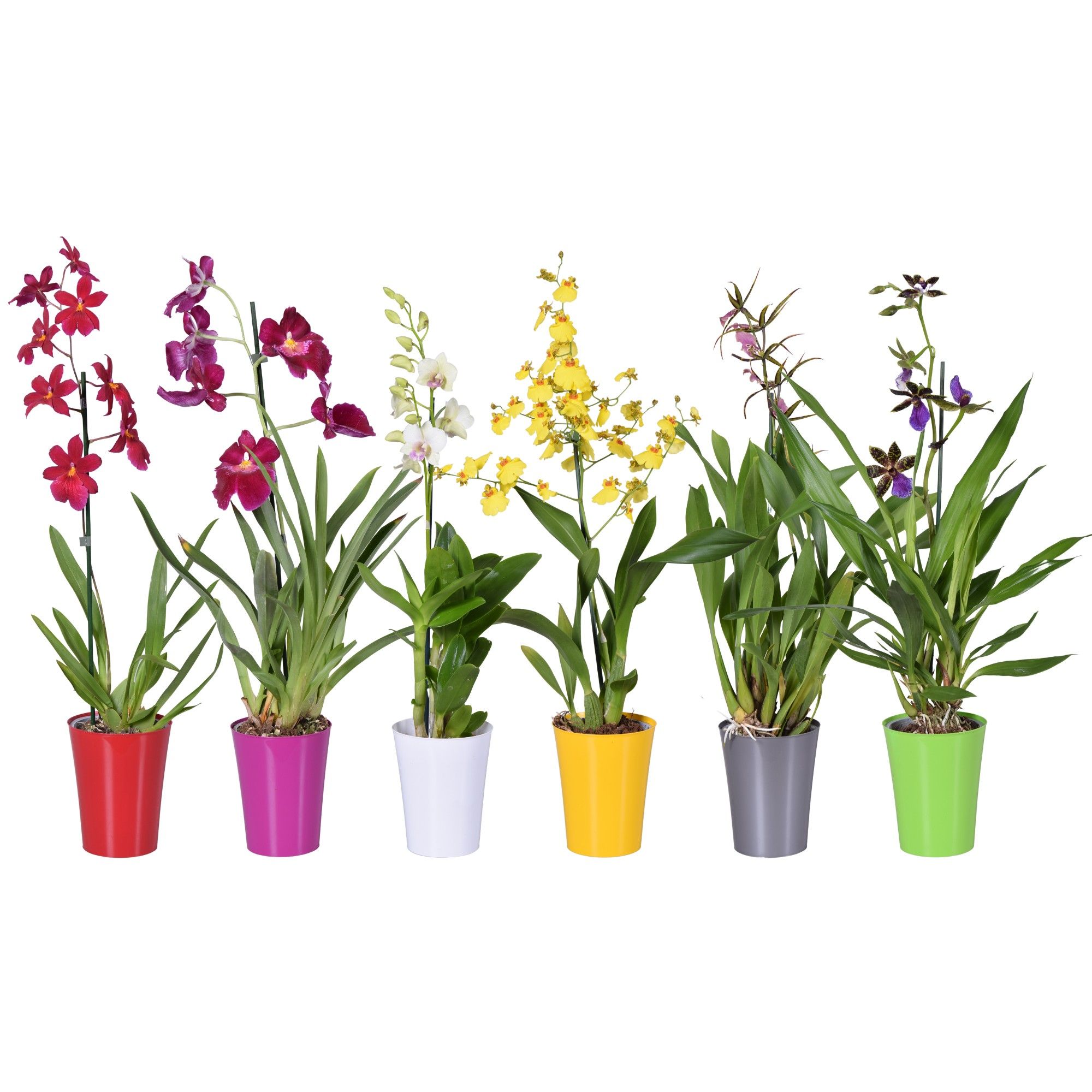 Горшечные цветы и растения оптом Orchid 1st Mix In Colour Pot от 6шт из Голландии с доставкой по России Горшечные цветы и растения оптом Orchid 1st Mix In Colour Pot от 6шт из Голландии с доставкой по России