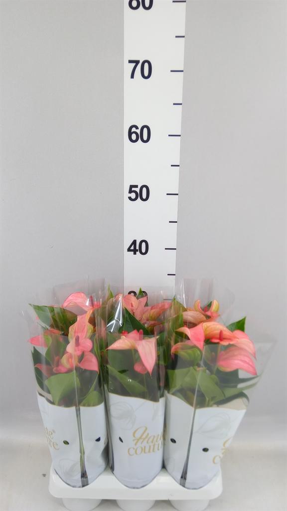 Горшечные цветы и растения оптом Anthurium matata от 6шт (для телеги) из Голландии с доставкой по России