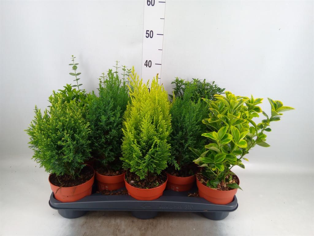 Горшечные цветы и растения оптом Conifers And Shrubs   ...mix от 10шт из Голландии с доставкой по России