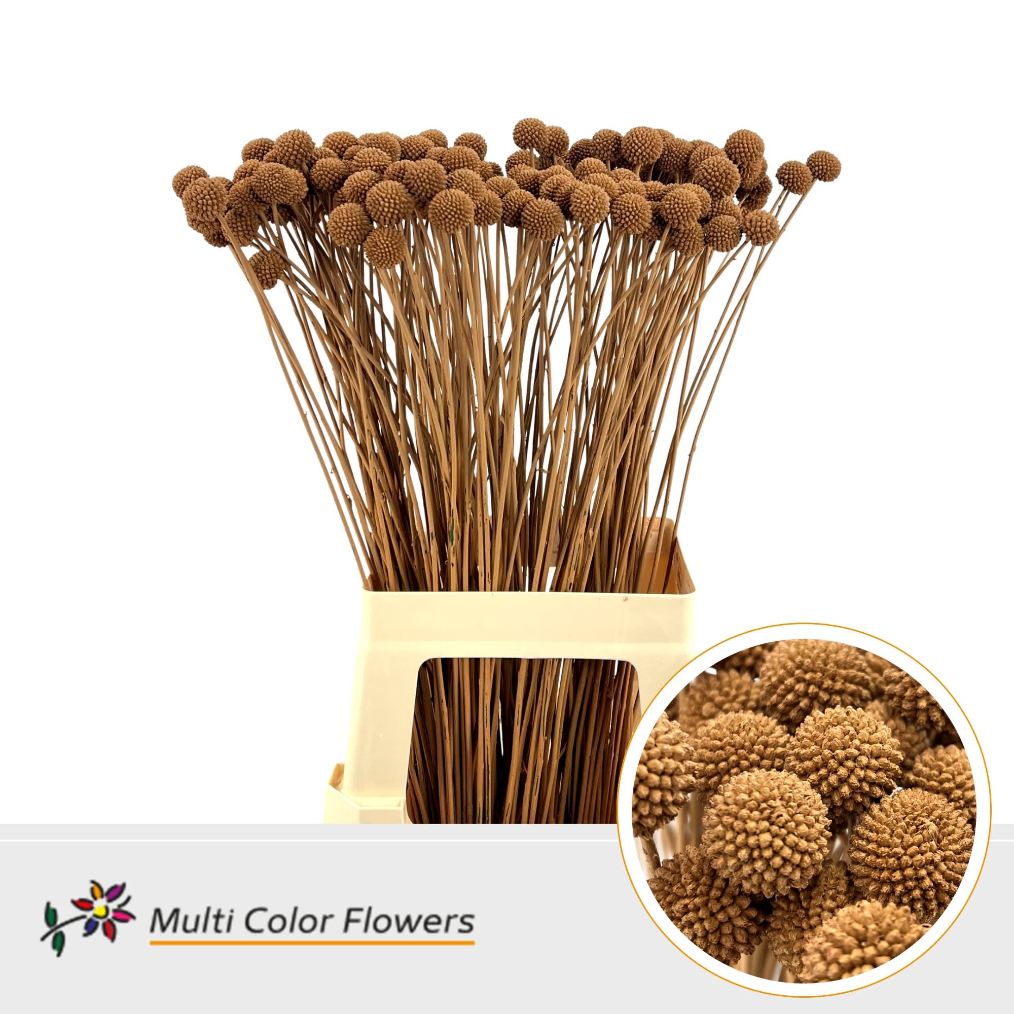 Срезанные цветы оптом Craspedia paint caramel от 200шт из Голландии с доставкой по России