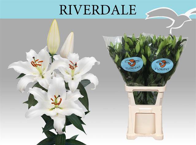 Срезанные цветы оптом Lilium or riverdale от 30шт из Голландии с доставкой по России