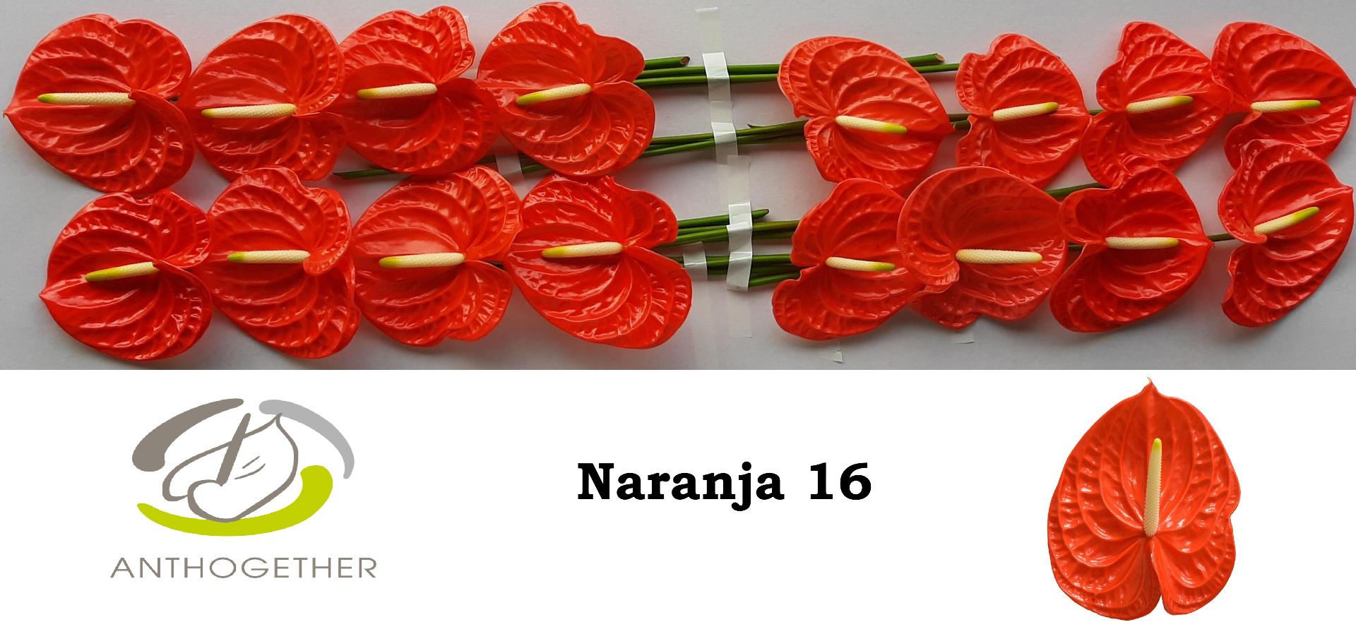 Срезанные цветы оптом Anthurium naranja от 16шт из Голландии с доставкой по России