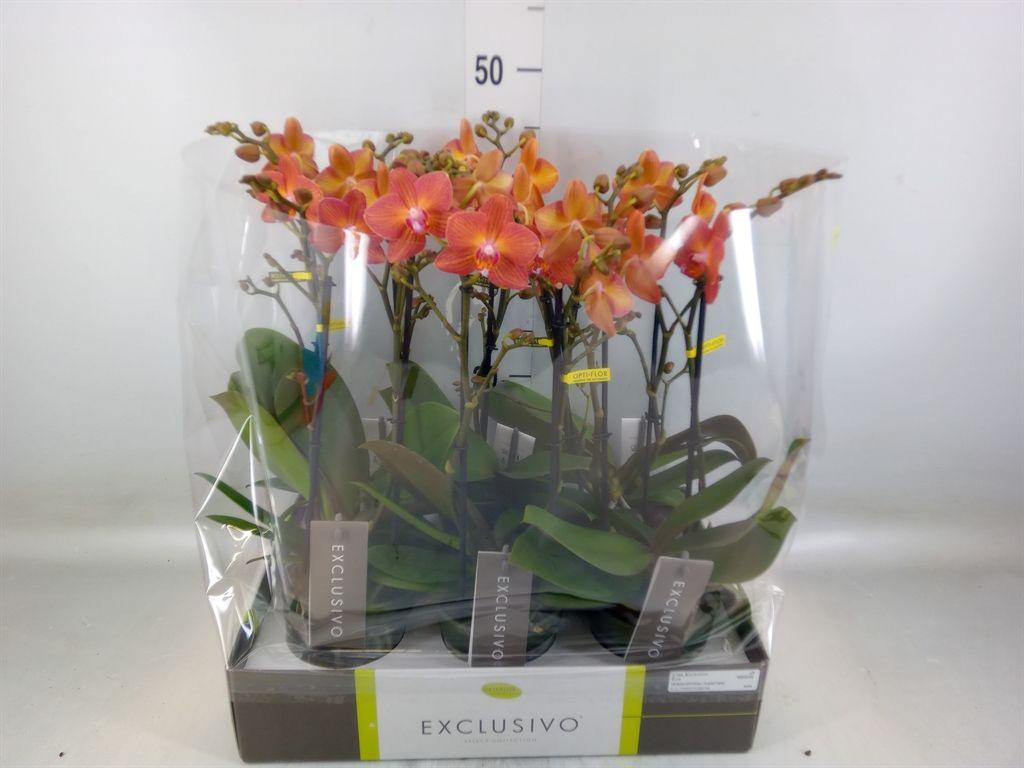 Горшечные цветы и растения оптом Phalaenopsis Multi.   ...orange от 6шт из Голландии с доставкой по России