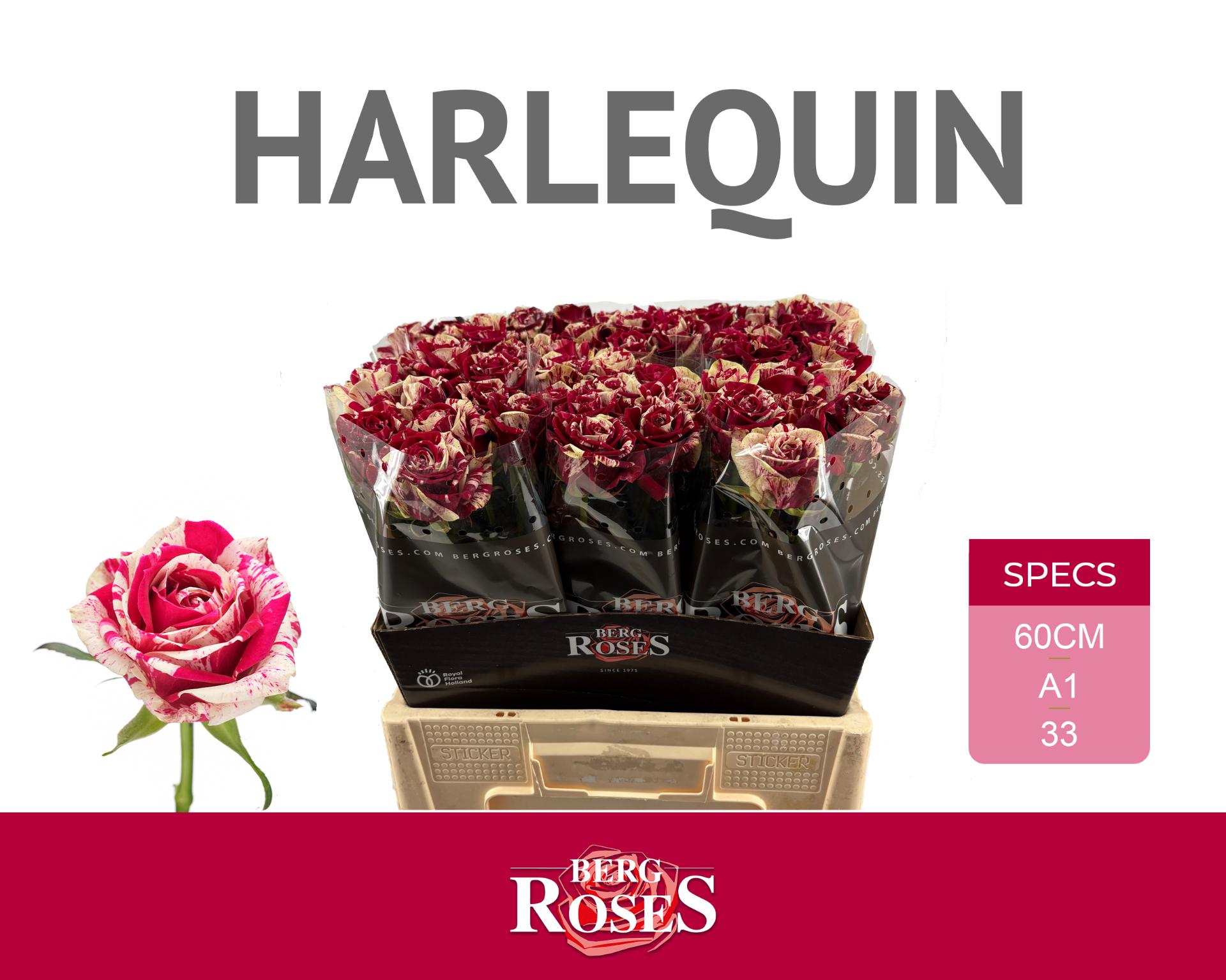 Срезанные цветы оптом Rosa large harlequin от 60шт из Голландии с доставкой по России