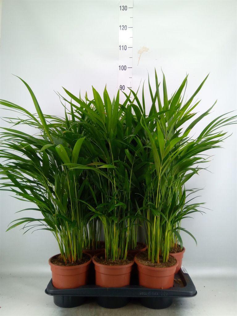 Горшечные цветы и растения оптом Dypsis Lutescens   ...chrysalidoca от 6шт из Голландии с доставкой по России