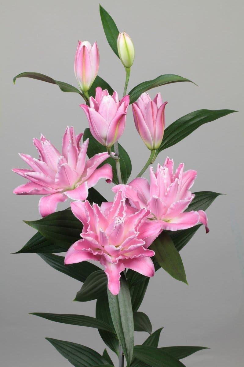 Срезанные цветы оптом Lilium or concorde от 40шт из Голландии с доставкой по России