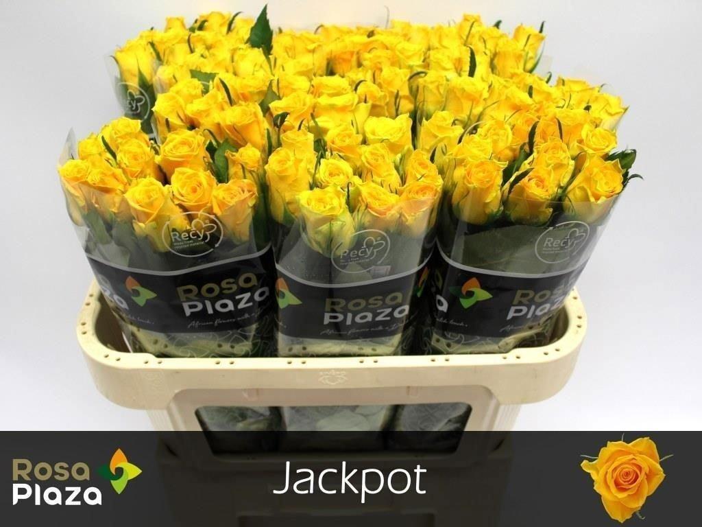 Срезанные цветы оптом Rosa large jackpot+ от 100шт из Голландии с доставкой по России