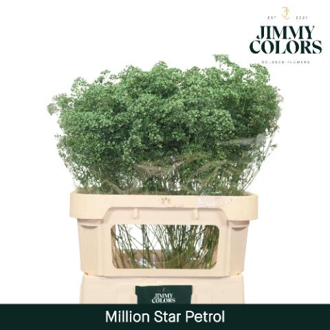 Срезанные цветы оптом Gyps fine paint petrol от 50шт из Голландии с доставкой по России