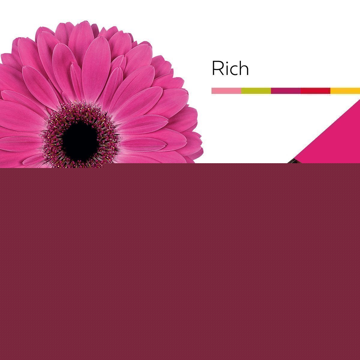 Срезанные цветы оптом Gerbera rich от 25шт из Голландии с доставкой по России