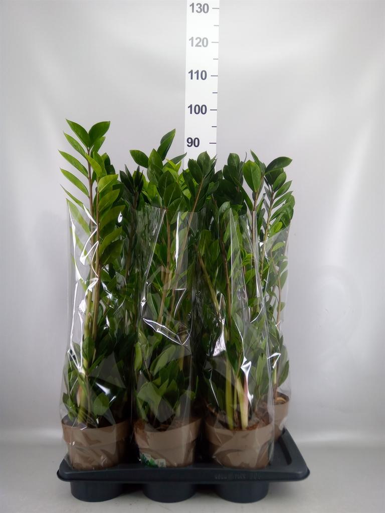 Горшечные цветы и растения оптом Zamioculcas Zamiifolia от 6шт из Голландии с доставкой по России