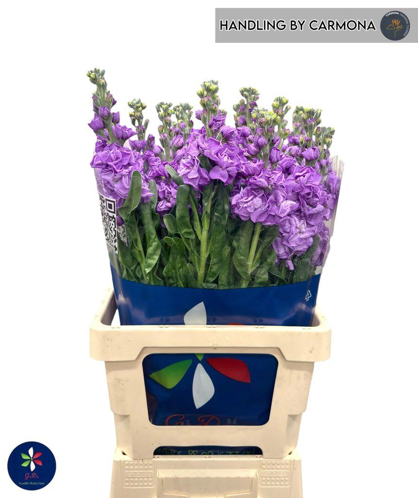 Срезанные цветы оптом Matthiola iron blue от 20шт из Голландии с доставкой по России