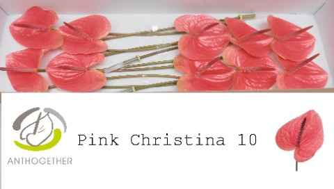 Срезанные цветы оптом Anthurium pink christina от 12шт. из Голландии с доставкой по России