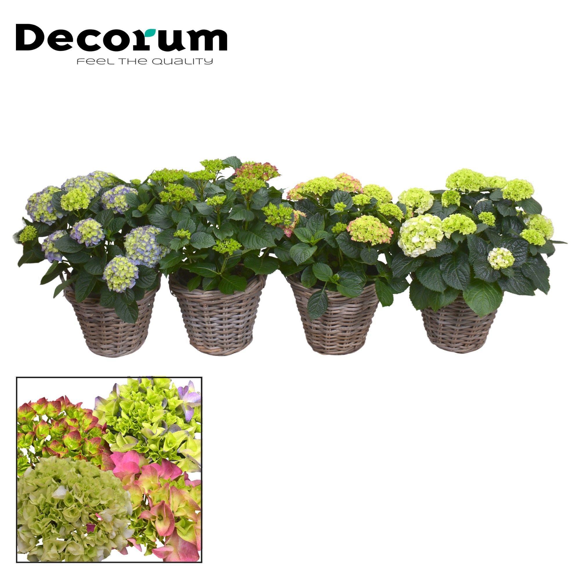Горшечные цветы и растения оптом Hydrangea Bol 10 - 15 Kop In Rattan Mand (decorum) от 1шт из Голландии с доставкой по России