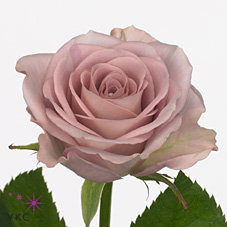 Срезанные цветы оптом Rosa large memory lane от 60шт из Голландии с доставкой по России