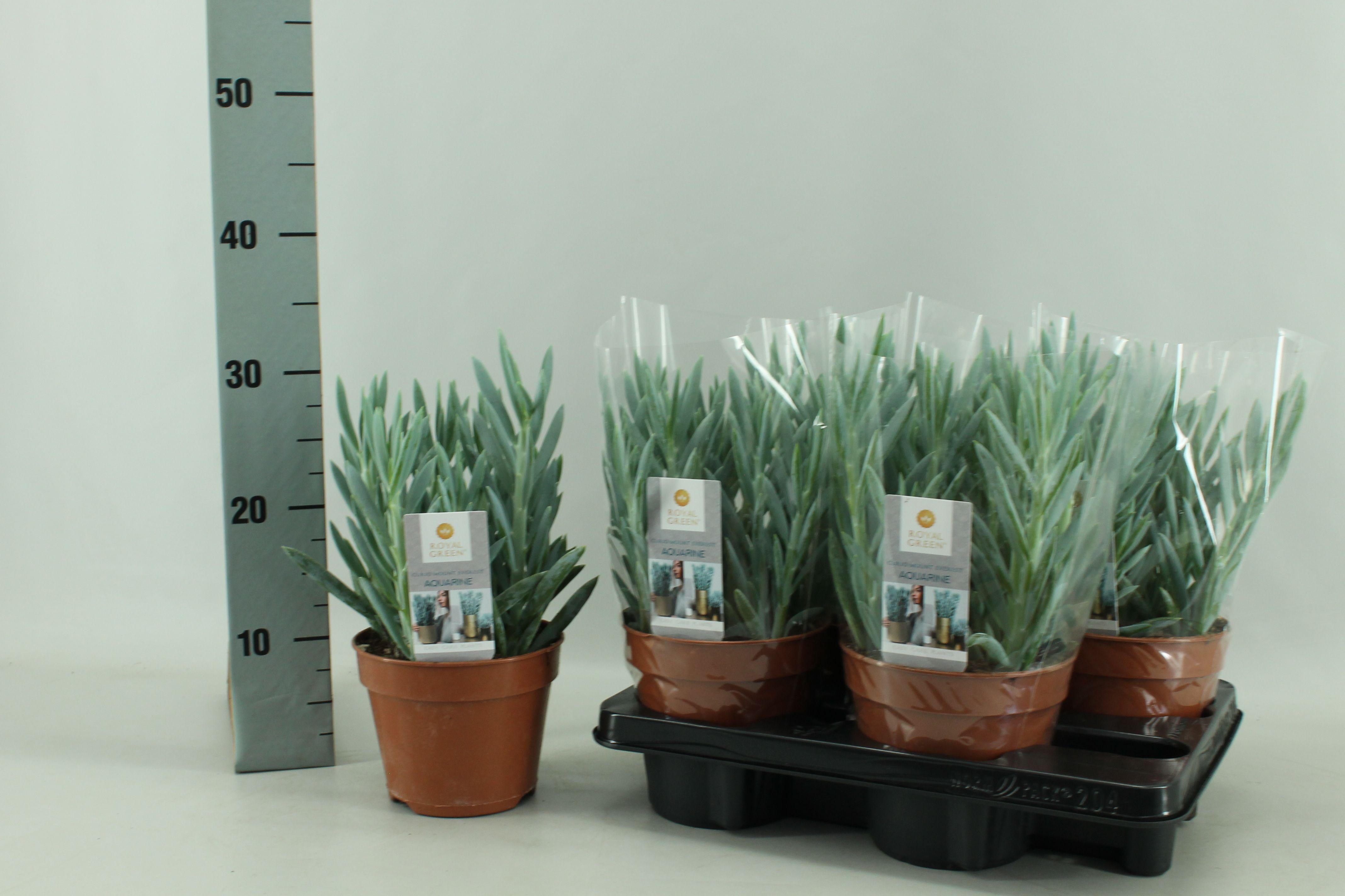 Горшечные цветы и растения оптом Curio Fic Mt Everest от 4шт из Голландии с доставкой по России