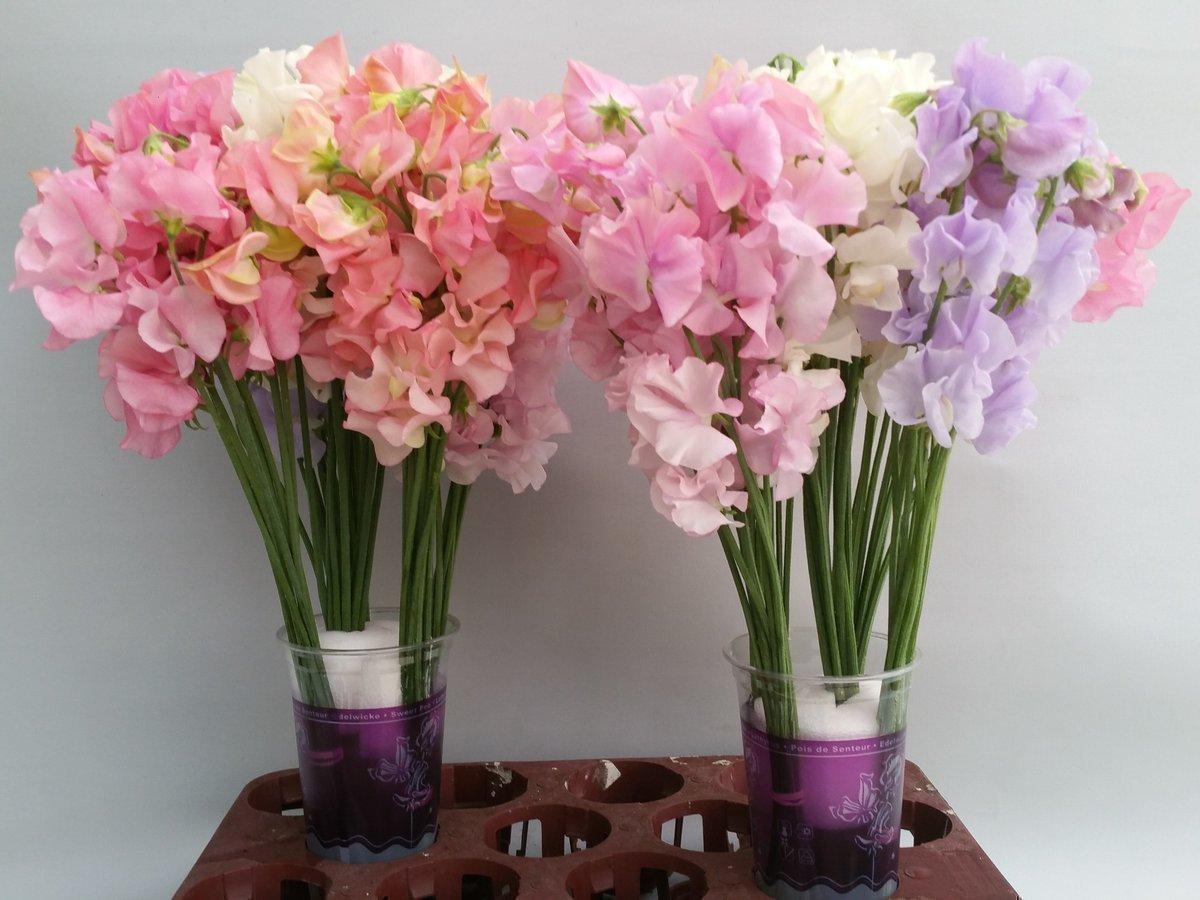 Срезанные цветы оптом Lathyrus od mix in bucket от 100шт из Голландии с доставкой по России