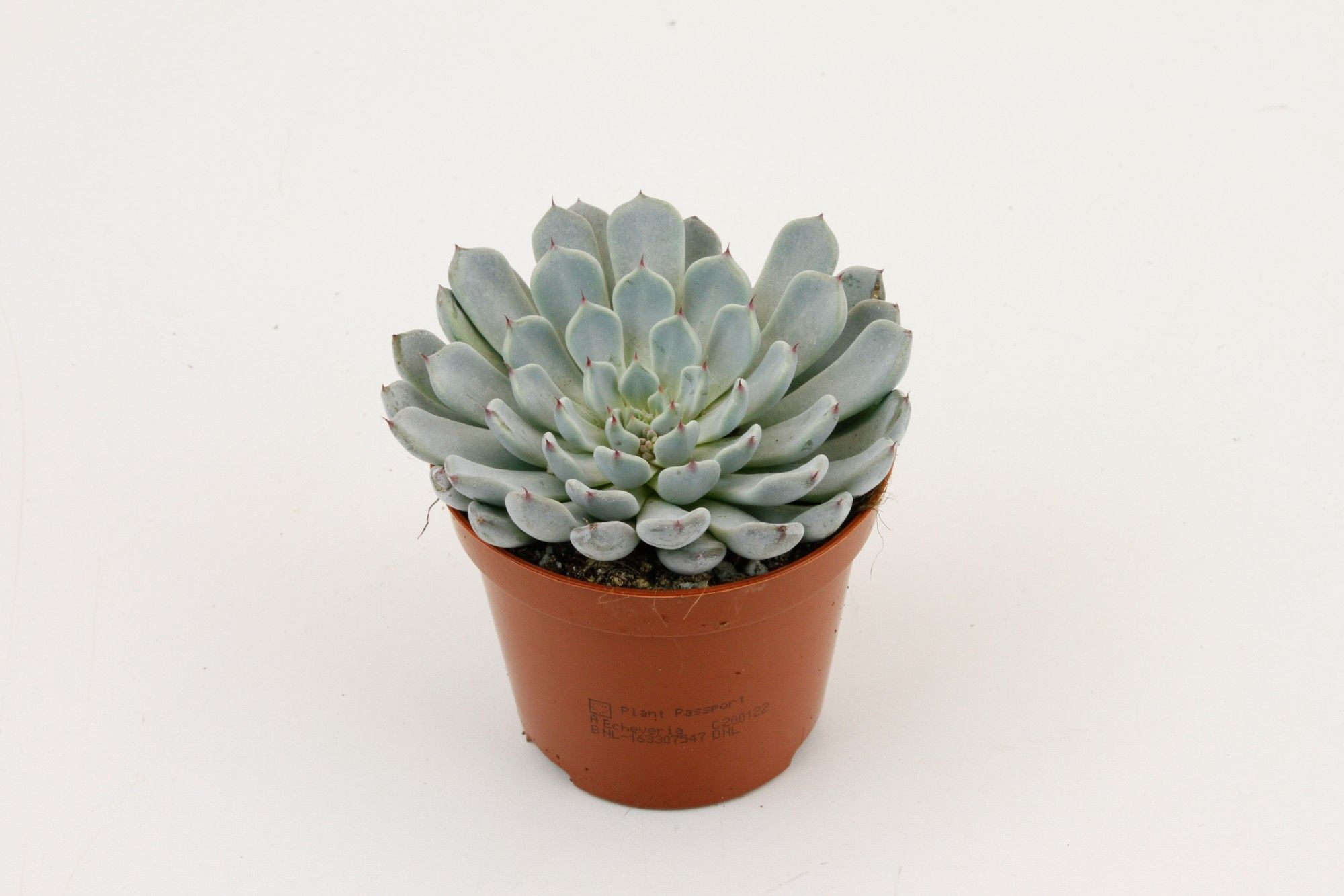Горшечные цветы и растения оптом Echeveria Derenbergii от 12шт (для телеги) из Голландии с доставкой по России