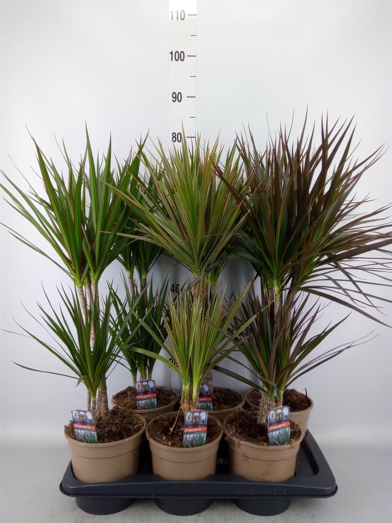Горшечные цветы и растения оптом Dracaena   ...mix от 6шт из Голландии с доставкой по России
