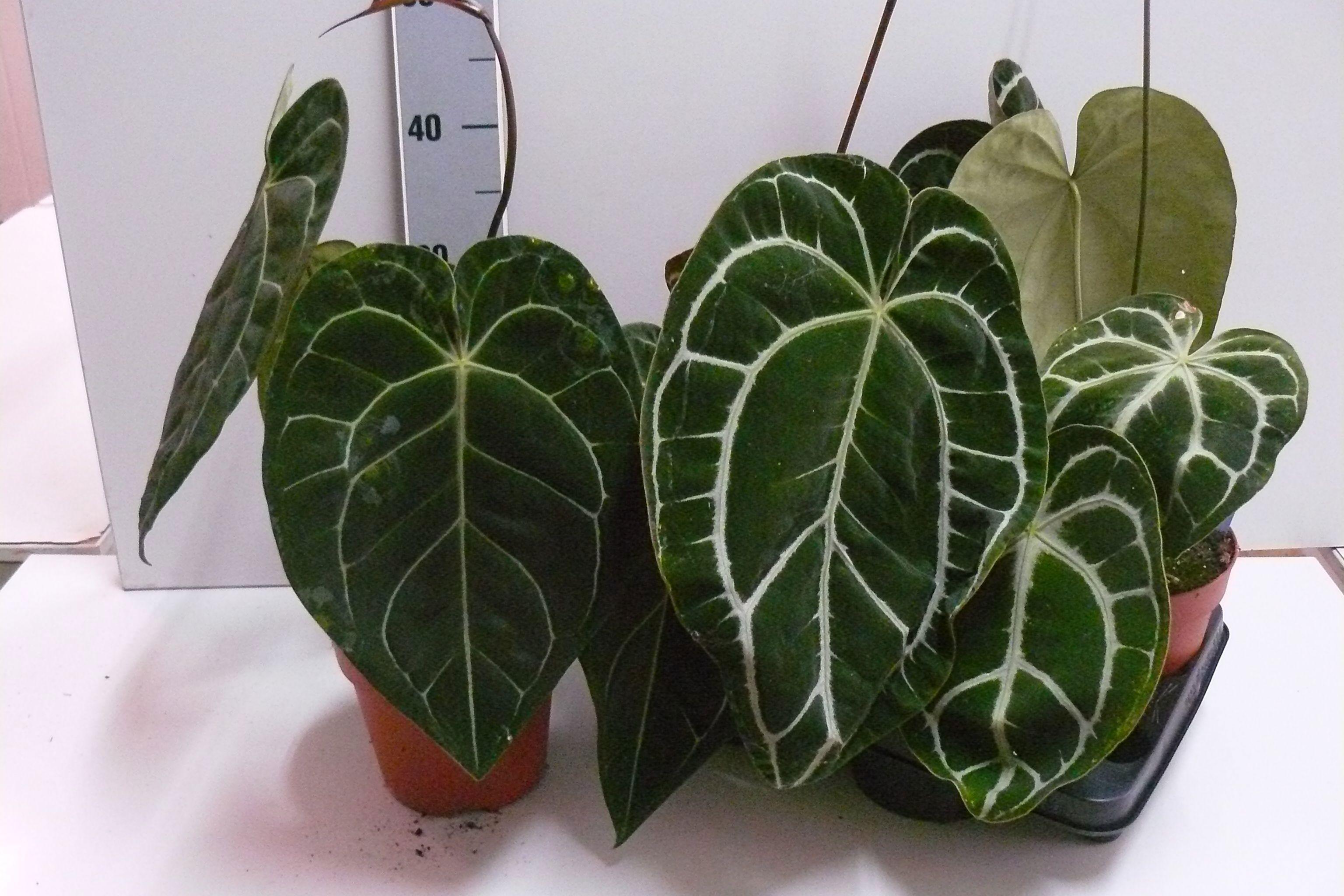 Горшечные цветы и растения оптом Anthu Clarinervium от 2шт из Голландии с доставкой по России