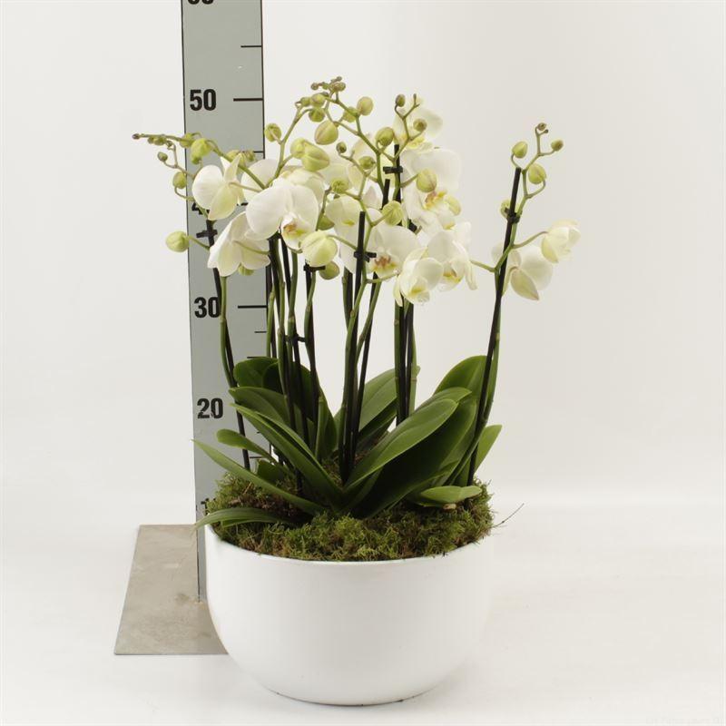 Горшечные цветы и растения оптом Phalaenopsis ant Inverness от 1шт из Голландии с доставкой по России