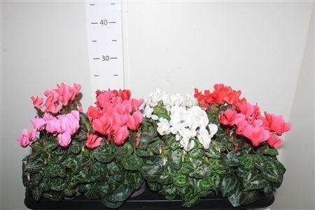 Горшечные цветы и растения оптом Cycl Kl Sup Carino от 8шт (для телеги) из Голландии с доставкой по России