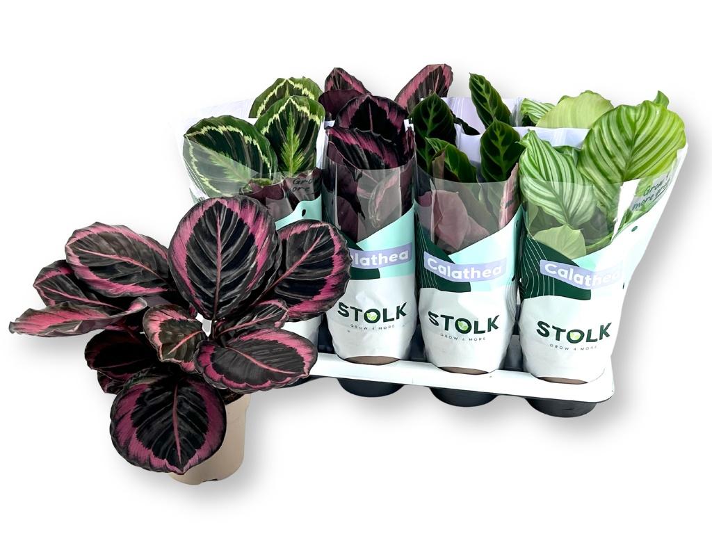 Горшечные цветы и растения оптом Calat Gem 4 Srt от 8шт из Голландии с доставкой по России