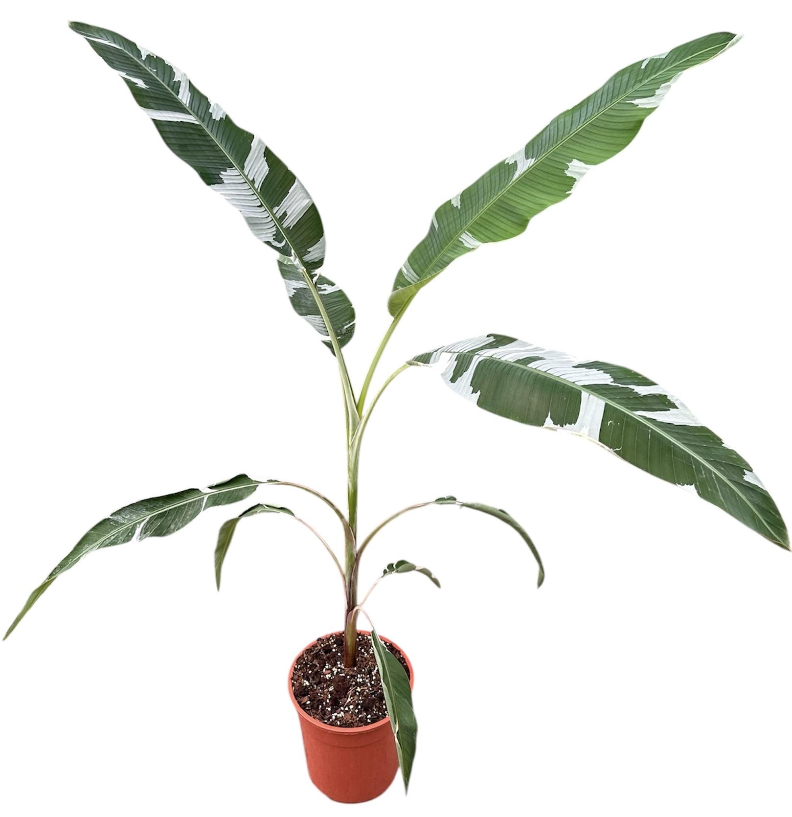 Горшечные цветы и растения оптом Musa Florida от 1шт из Голландии с доставкой по России